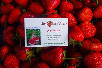 Kit Ramène ta fraise - graines de fraisiers - Angers